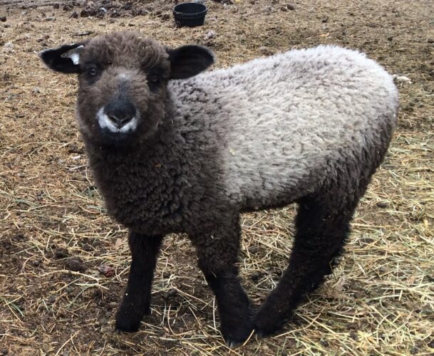 How Long Are Sheep Pregnant For + Lambing Guide Mother Earth News